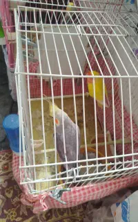 فنچ وعروس هلندی