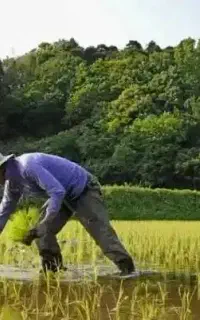 کارگر کود زن و سم زن