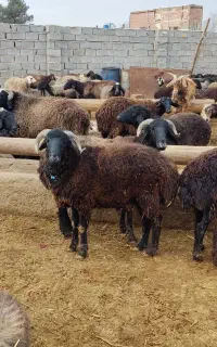 گوسفند زنده موجود است بره بزغاله میش