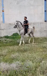 نریان سواری دار