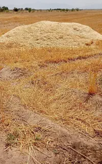 کاه جو دشتاب