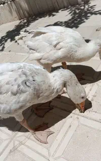 غاز