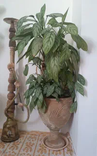 گل مروارید