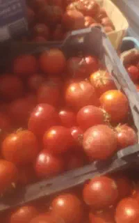 اب گیری گوجه‌فرنگی در ب منزل