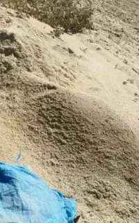 کاه عدس به فروش میرسد