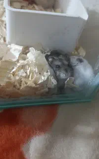 همستر