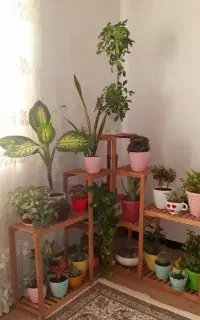 استند چوبی