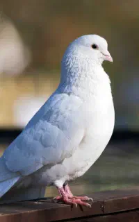 کفتر پیدا شده