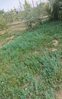 یونجه وعلف باغی
