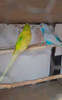 جفت مرغ عشق بالغ معاوضه با انواع پرنده