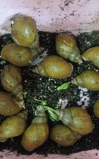 حلزونا اپاچینا