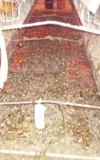کود مرغ