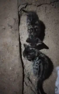 2عدد گربه 1تومن