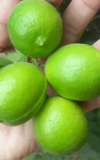 لیموکاملا ارگانیک