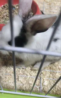 خرگوش