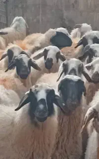 میش بره نقدی  معاوضه با سواری یا ایسوزو