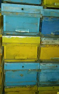 کندوی زنبور عسل