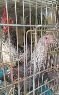 مرغ خروس محلی جوان