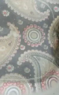 کت فیش