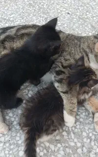 بچه گربه خانگی رایگان