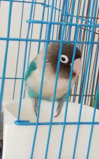 کوتوله برزیلی آبی کاربنی، گمشده