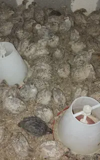 بلدرچین ۲۵ روزه