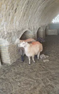 ۳عددبره قوچی همو ژن دار