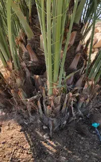 فروش پاجوش قصب (زاهدی)