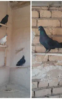 کبوتر دمگیر غلاغ