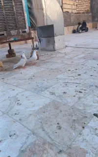 کبوتر طوقی
