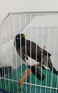 مرغ مینا سخنگوهشت ماه