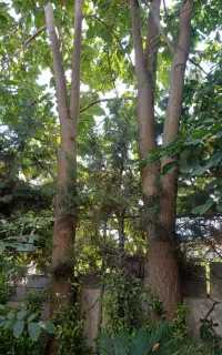 فروش دو اصل درخت