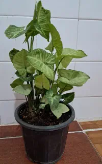 گل و گیاه طبیعی