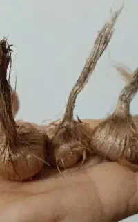 پیاز زعفران درجه یک