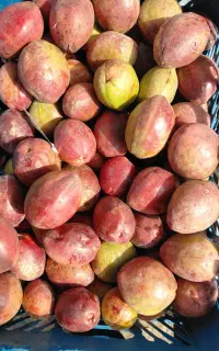 میوه ی گاروم زنگی