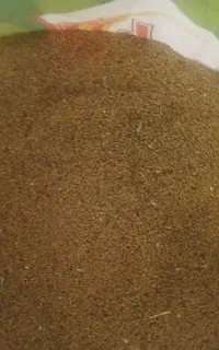 بذر یونجه