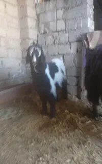 بز و بزغاله