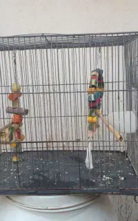 قفس‌پرنده