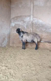 قوچ سیاه کبود