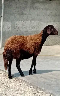 گوسفند شکم دوم اصل افشار ابست