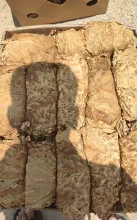 برگ زرد