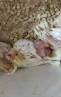 عروس هلندی سرلاکی