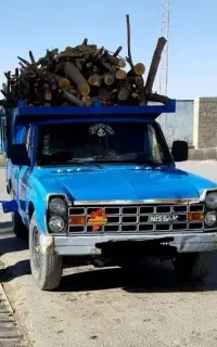 خرید چوب، سقفی هرس تنه درخت