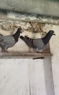 کبوتر محمودآباد