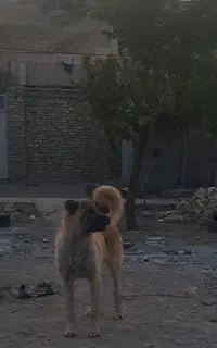 توله نر 7ماهه