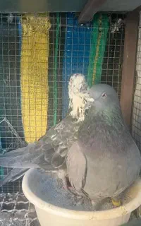 کفتر گمشده
