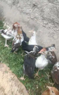 جوجه گلین سالم و سرحال مخصوص داشت