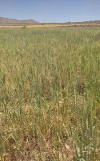 فروش گندم