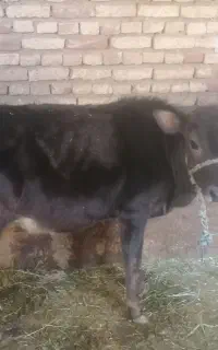 گاو