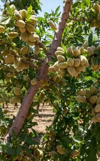 مرکز فروش نهال پسته ، بادام ، گردو ، میوه نهالستان